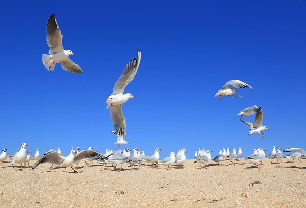 Bandada Gaviotas Jóvenes Sobre Costa Arenosa Del Mar —  Fotos de Stock