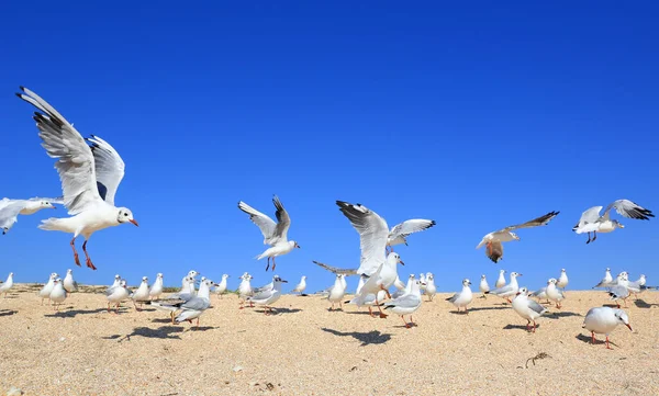 Gregge Giovani Gabbiani Riva Mare Sabbioso — Foto Stock