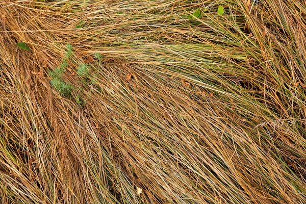 Vista Grama Seca Prado Fundo Natural Abstrato — Fotografia de Stock