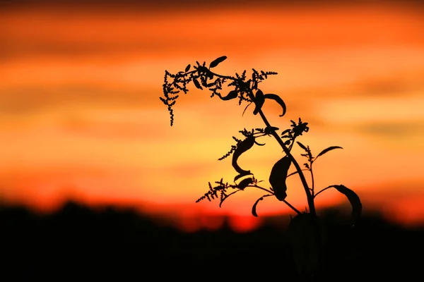 Abstraktní Divoký Květ Pozadí Západu Slunce — Stock fotografie