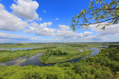 Tepedeki yeşil ağaç dalı, alttaki nehrin yukarısında. Ukrayna 'da, Poltava' da, Vorskla Nehri 'nde.