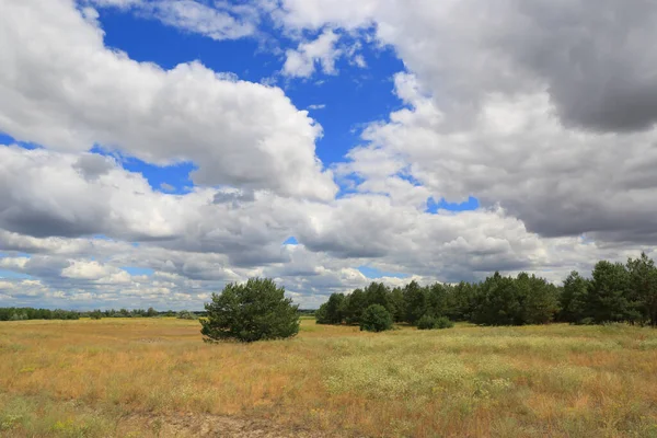 Steppe Güzel Bir Yaz Sahnesi Mavi Gökyüzündeki Bulutların Altındaki Çayır — Stok fotoğraf