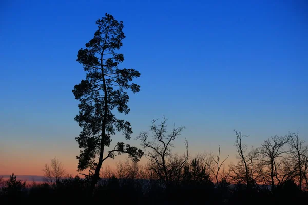 Ormandaki Yüksek Çam Ağacı Kışın Mavi Soğuk Akşam Gökyüzüne Karşı — Stok fotoğraf