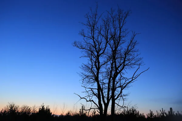 Silueta Árbol Viejo Contra Cielo Azul Frío Tarde Invierno — Foto de Stock