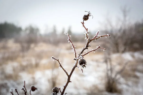 Branche Congelée Rose Sauvage Dans Pré Hiver — Photo