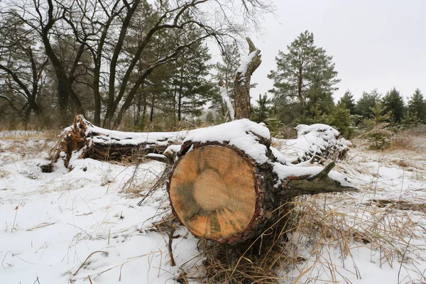 Dennenboom Onder Sneeuw Winterbos Open Plek — Stockfoto