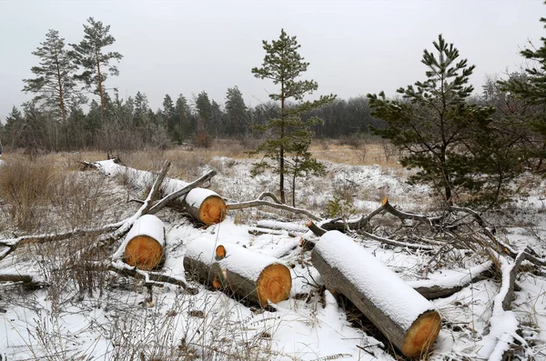 Trästockar Snön Skogsglänta Vintermorgon — Stockfoto