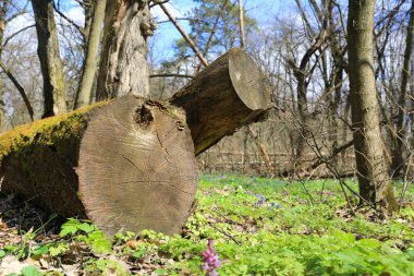 Ormandaki yeşil çayır üzerindeki eski ahşap odunlarla ilkbahar manzarası