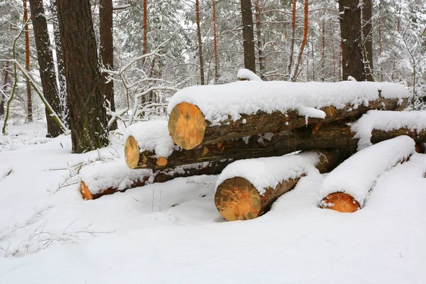 Landschaft Mit Schneebedeckten Kiefernstämmen Winterwald — Stockfoto