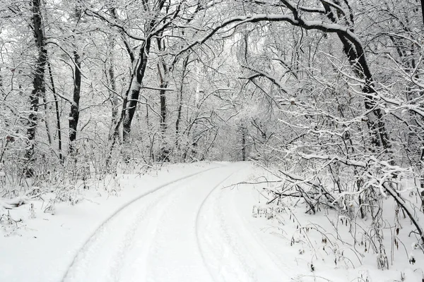 Paesaggio Invernale Con Modo Nevoso Nella Foresta Profonda — Foto Stock