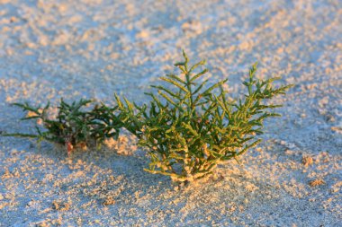 Yalnız yeşil çimenler güneşli çölde