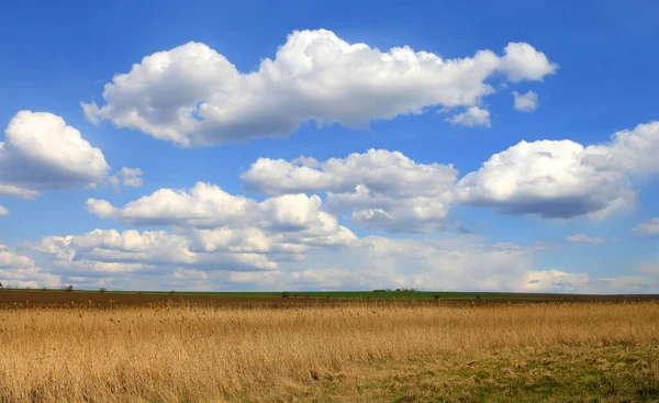 Ładny Krajobraz Ładnymi Chmurami Niebieskim Niebie Nad Suchą Żółtą Trawą — Zdjęcie stockowe