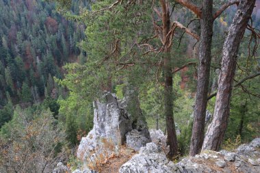 Dağ yamacındaki çam ağaçları. Slovakya 'da, Tatra dağlarında.