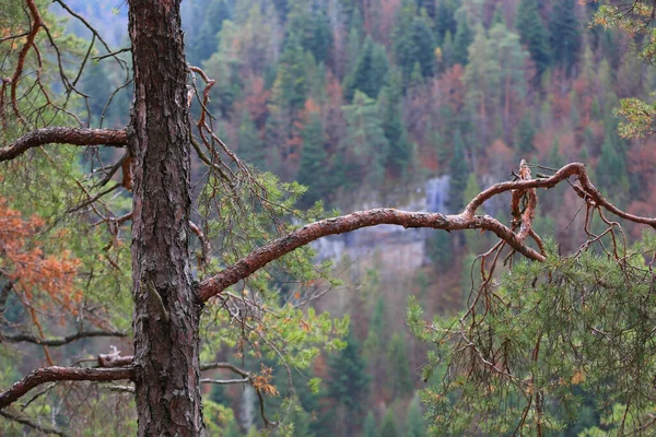 秋の山の松の木の眺め — ストック写真