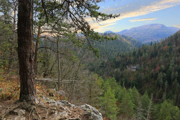 Dağ Vadisinde Çam Ağacı Olan Sonbahar Manzarası — Stok fotoğraf