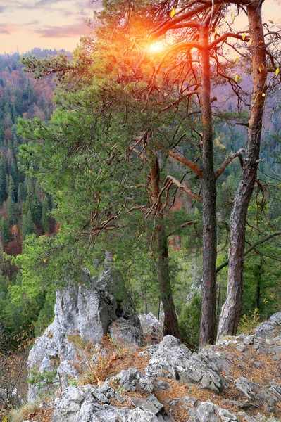 Осенний Пейзаж Соснами Камнях Горах — стоковое фото