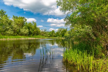Güneşli bir günde küçük bir nehirde güzel bir yaz sahnesi.