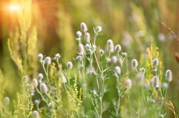 Belle Prairie Fleurs Sauvages Été — Photo