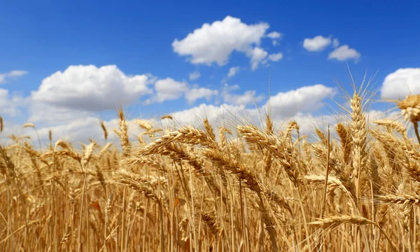 Bread Wheat Ears Blue Sky — Stock Photo, Image