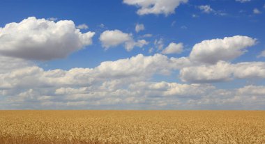 Ukrayna 'daki tahıl tarlalarının üzerinde bulutlar olan güzel bir gökyüzü.