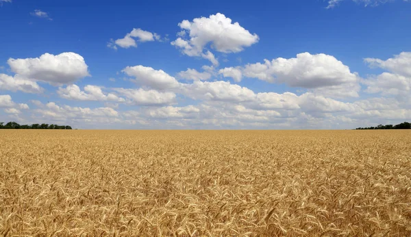 Champ Agricole Céréalier Sous Ciel Bleu Été Avec Nuages Prenez — Photo