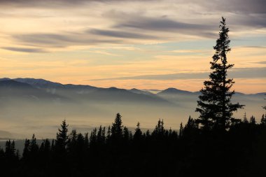 Sisli vadi arka planında ağaç siluetleri olan dağ akşamı manzarası