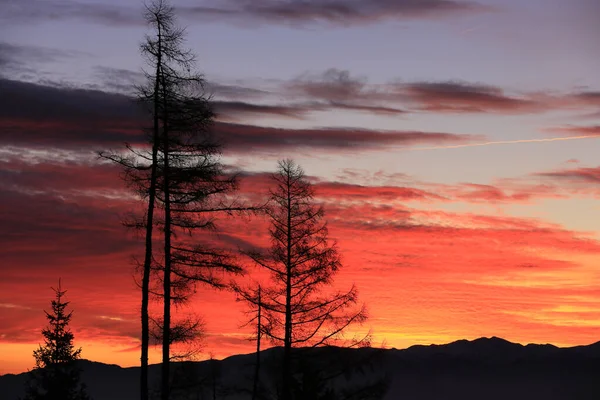 Дерева Фоні Неба Червоного Заходу Сонця Горах — стокове фото