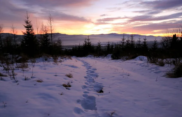 Fotspår Snön Fjällskogen Solnedgången — Stockfoto