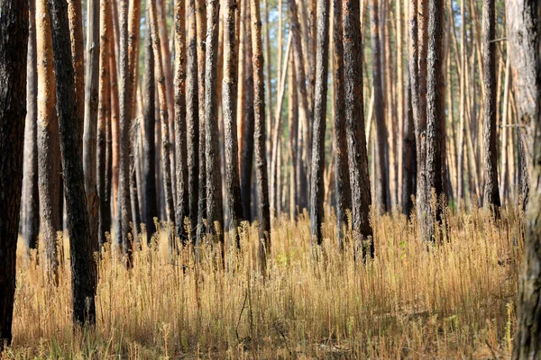 Tallstammar Skogen — Stockfoto