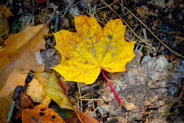 Foglia Acero Autunnale Secca Terreno Foresta — Foto Stock