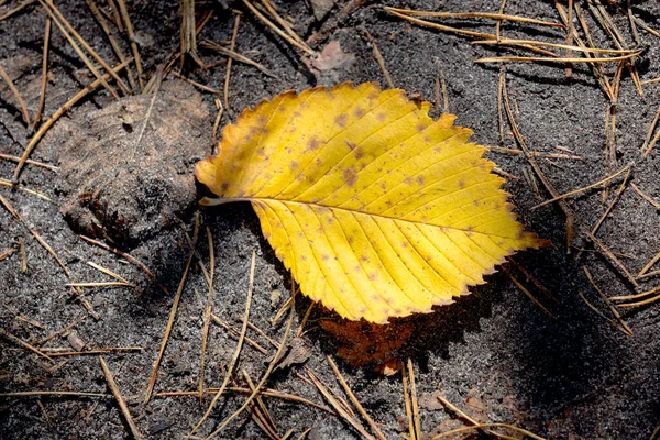 Schönes Herbstliches Espenblatt Auf Dem Boden Wald — Stockfoto