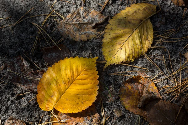 Herbstlaub Auf Dem Boden Wald — Stockfoto
