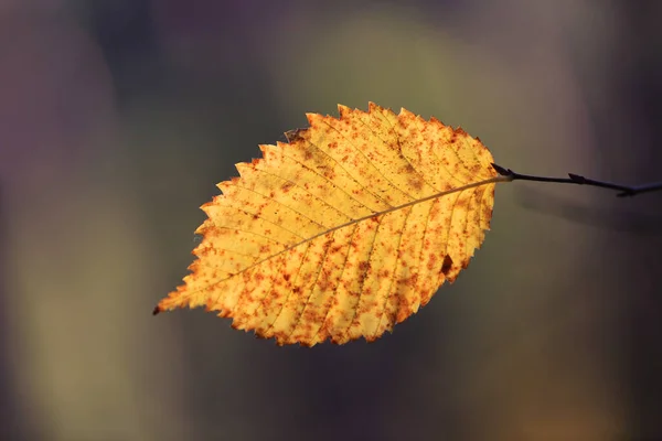 Ωραίο Αφηρημένο Φύλλο Σημύδας Κλαδί Στο Δάσος — Φωτογραφία Αρχείου