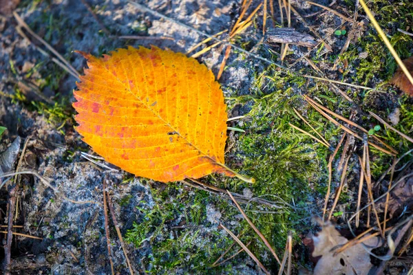 Hoja Seca Otoño Sobre Musgo Bosque —  Fotos de Stock