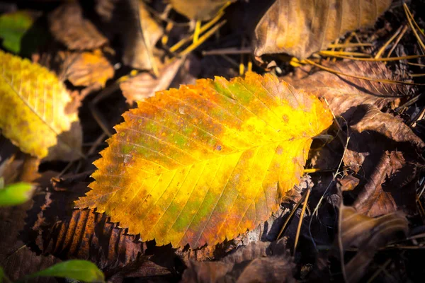 Beau Fond Abstrait Feuillage Automne — Photo