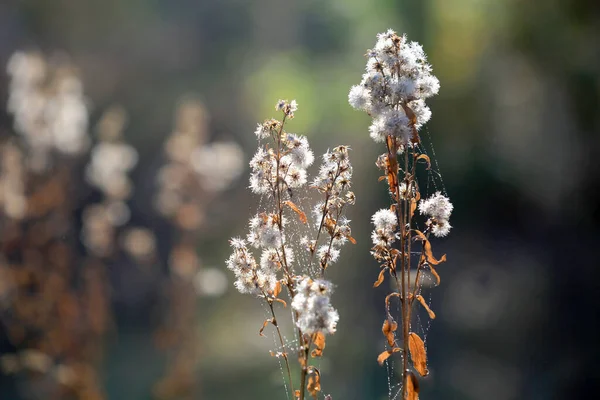 Bílý Suchý Divoký Květ Podzimním Lese — Stock fotografie