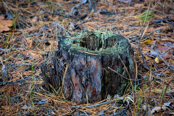 森林里的老干松树桩 — 图库照片