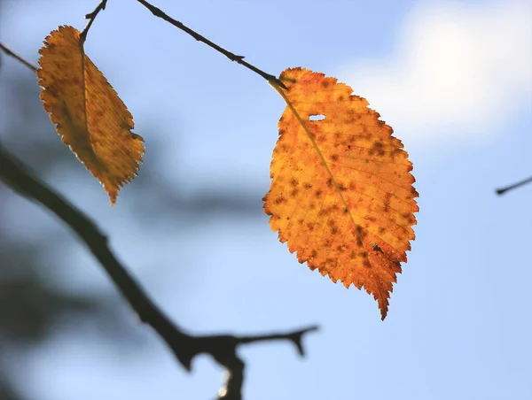 Agradável Outono Vidoeiro Árvore Galho Céu Azul Fundo — Fotografia de Stock