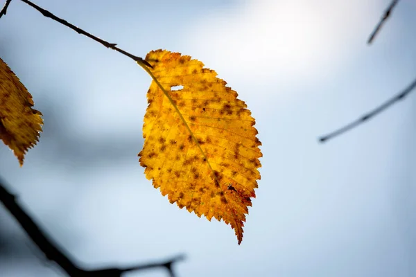 Abstrait Seul Feuille Bouleau Automne Sur Rameau Arbre — Photo