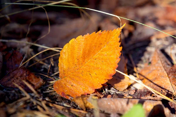 Foglia Betulla Caduta Luce Autunno Del Mattino — Foto Stock