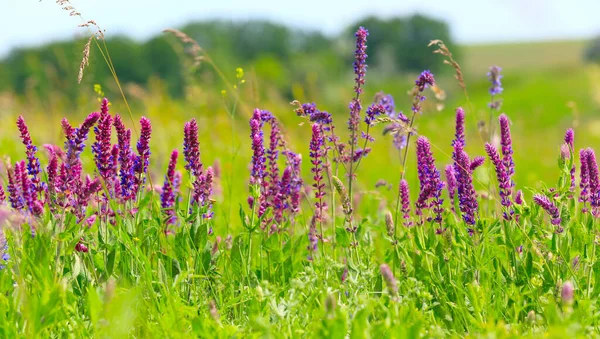 Vilda Blommor Sommaräng — Stockfoto