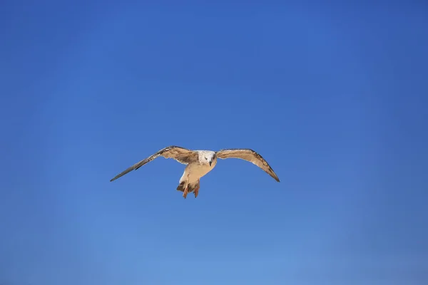 Seagull Fly Blue Sky — Stock Photo, Image