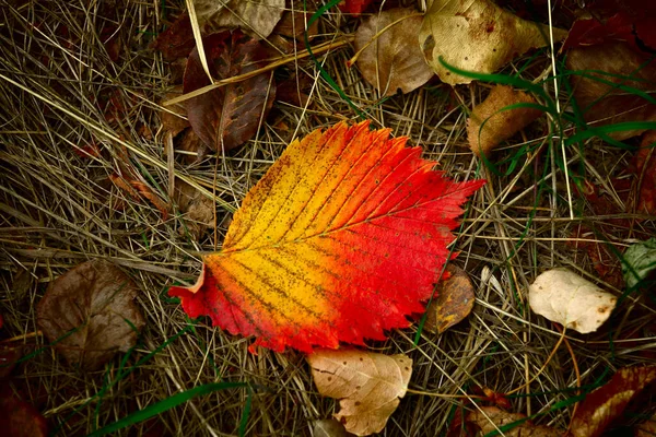 Herbstblatt Auf Trockenem Gras Abstrakter Natürlicher Hintergrund — Stockfoto