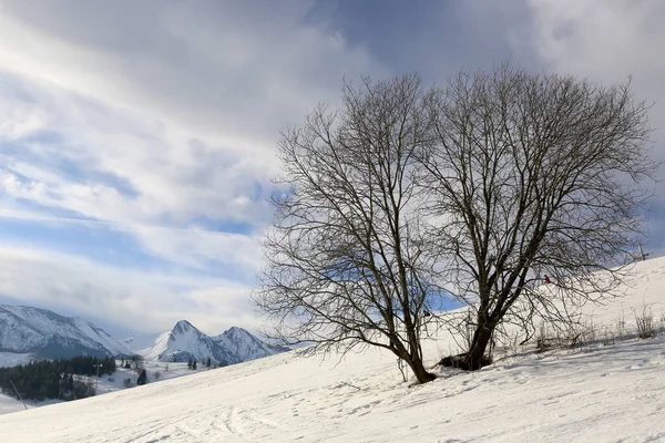 Landscape Alone Tree Winter Mountain Slope Tatra Mountain Slovakia — Stock Photo, Image