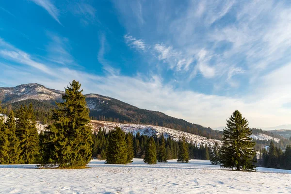 Tall Träd Vintern Äng Tatrabergen Det Slovakien — Stockfoto