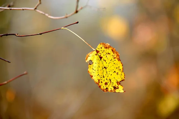 Allein Leuchtendes Herbstblatt Auf Zweigen — Stockfoto