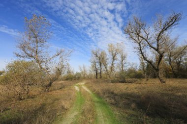 Bahar Ormanı 'nın başındaki rutin yol. Güneşli manzara.
