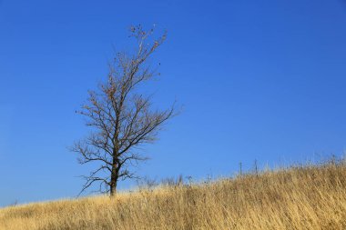 Sonbaharda yalnız ağaç kuru sarı çayır 