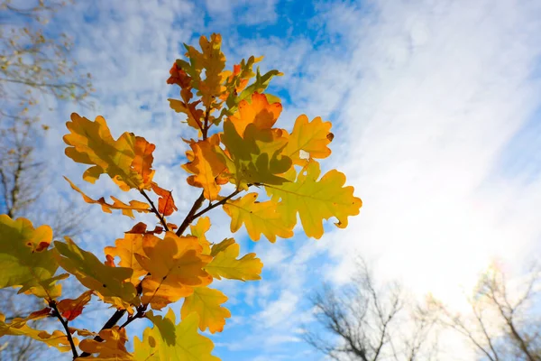 Прекрасная Осенняя Дубовая Ветка Фоне Неба — стоковое фото
