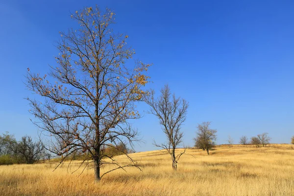 Alberi Autunno Erba Secca Giallo Prato Sotto Cielo Blu — Foto Stock